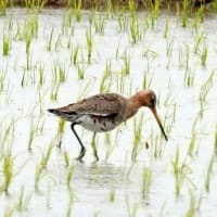 07/1探鳥記録写真：２０２５年5月に出会った鳥たち③