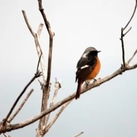 06/25探鳥記録写真：２０２５年３月に出会った鳥たち①