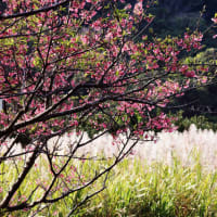寒緋桜とサトウキビの花