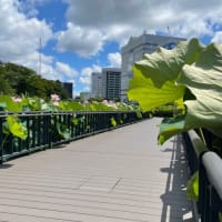 千秋公園の蓮