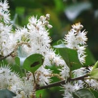 竜美ヶ丘公園の樹に咲く白い花 (２)