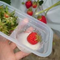 いちご狩り🍓