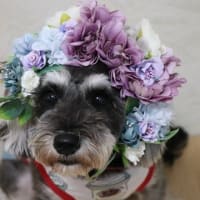 パパ・ママ・お姉ちゃん達