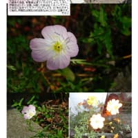 紫陽花－196　齋藤修家の花 　｢ヒルザキ月見草６月｣　