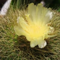 サボテンの花