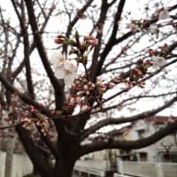 ブログ再開