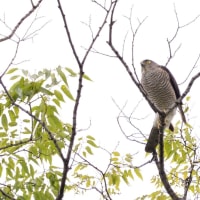 心に残る情景*「鳥景」見沼の小さな森・カラスを警戒して飛び出すツミの雌鳥