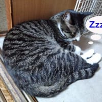 6月17日（火）蒸し暑さ到来。。。