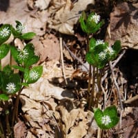 植物図鑑－86　ヒトリシズカ