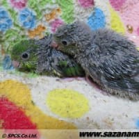 春の繁殖Vol.2