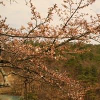 ４月１６日の岳温泉の桜です
