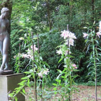 京都府立植物園　蓮池