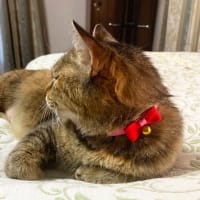 続・保護猫