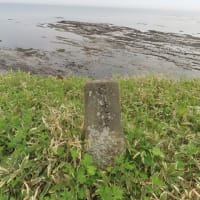 目的地に　願い叶う　海岸沿いに熊いたいた
