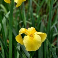 「雨晴海岸♡男岩」からの花しょうぶ