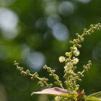 シジュウカラとコマツナギの花