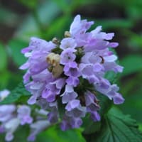 光が丘　香りハーブガーデンの花たち　　　13