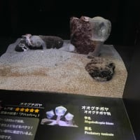 いわき小名浜＆相馬の旅・緊張しないリラックスできる土地が東北でした°˖✧