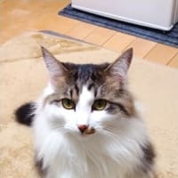 アメーバブログ（アメブロ）に引っ越ししました