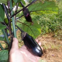 　野菜収穫ズッキーニ・キュウリ・ナス・インゲン　お茶畑手伝い