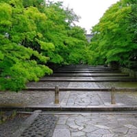 京都　青モミジに映える古寺　真如堂 
