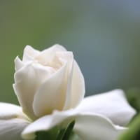 くちなしの花～～♬