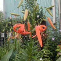鬼百合開花