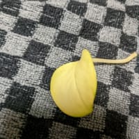 ポトス  の  外れ葉