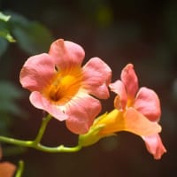 「合唱コンクール」へ