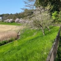 千葉市の桜、花見川サイクリングコース2025/4/10・東寺山調整池4/12