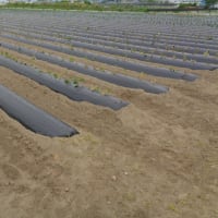 さつまいもの定植が進んでいます。