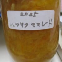 ご近所から「ハッサクのマーマレード」を頂きました-----少し前の画像です