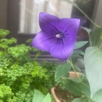 『久我山歳時記』（66）〜夏至はこんなに暑かったかな？