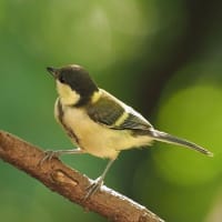 お山の幼鳥＆オオムラサキ　2025