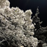 夜桜✨