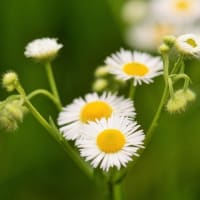 今日の花