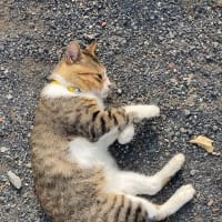 ネコなのに