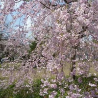 徳佐八幡宮のしだれ桜