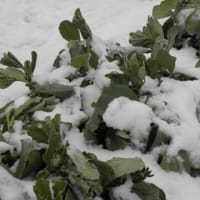 蚕豆に春の雪