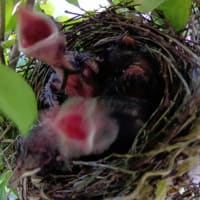 ヒヨドリの雛