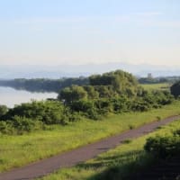 素速く飛ぶ、「水辺の宝石」と呼ばれる、カワセミの姿、ドキドキ眺め　(　岐阜県美濃地方　)