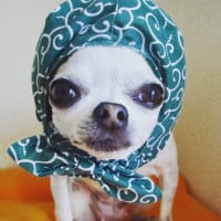 愛しのコっちま。