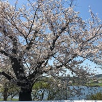 入学式の日の桜