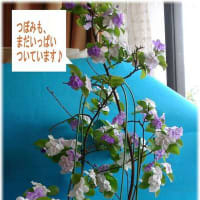 ジャスミンの花の香りに包まれて～