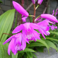 季節の花「紫蘭 （しらん）」