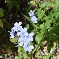 食べることは生きること