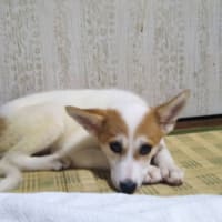 初体験・・・犬を飼う