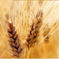 激安！小麦ふすまで酵素ダイエットしよう。