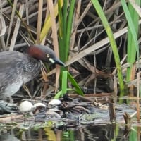 カイツブリの抱卵