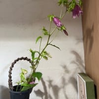 ホタルブクロ････散歩で